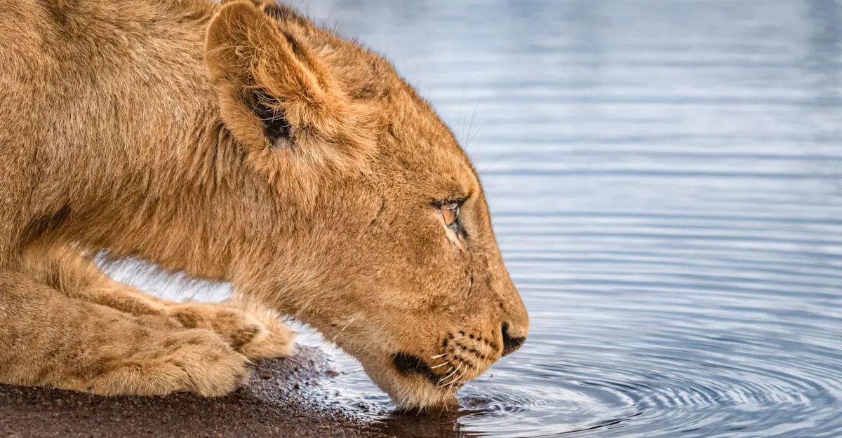 Lion, South Luangwa.
