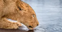 Lion, South Luangwa