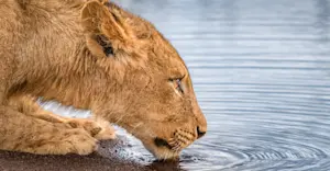 Lion, South Luangwa