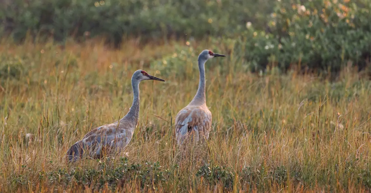 Sandhill cranes, Churchill, Canada.