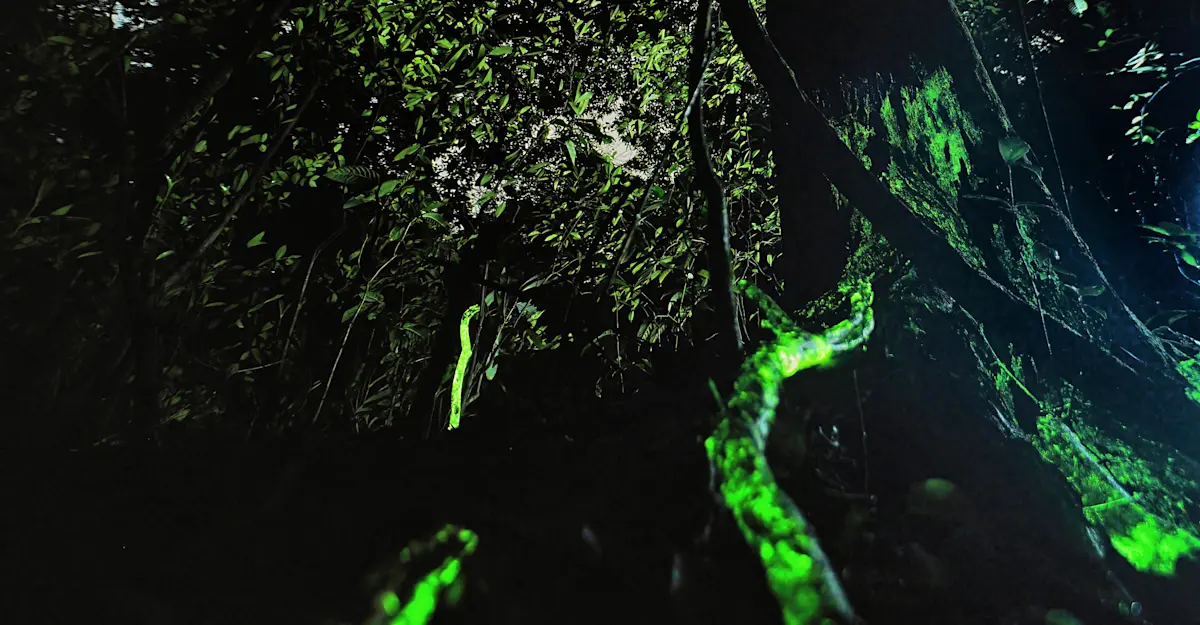 Bioluminescent Forest, India.
