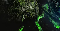 Bioluminescent Forest, India