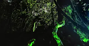 Bioluminescent Forest, India