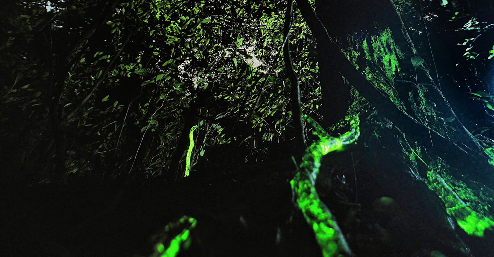 Bioluminescent Forest, India