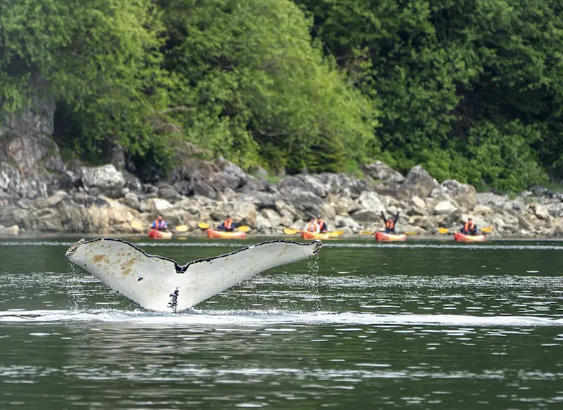 In awe of kayaking with a majestic humpback whale near Baranof Island, Alaska. 