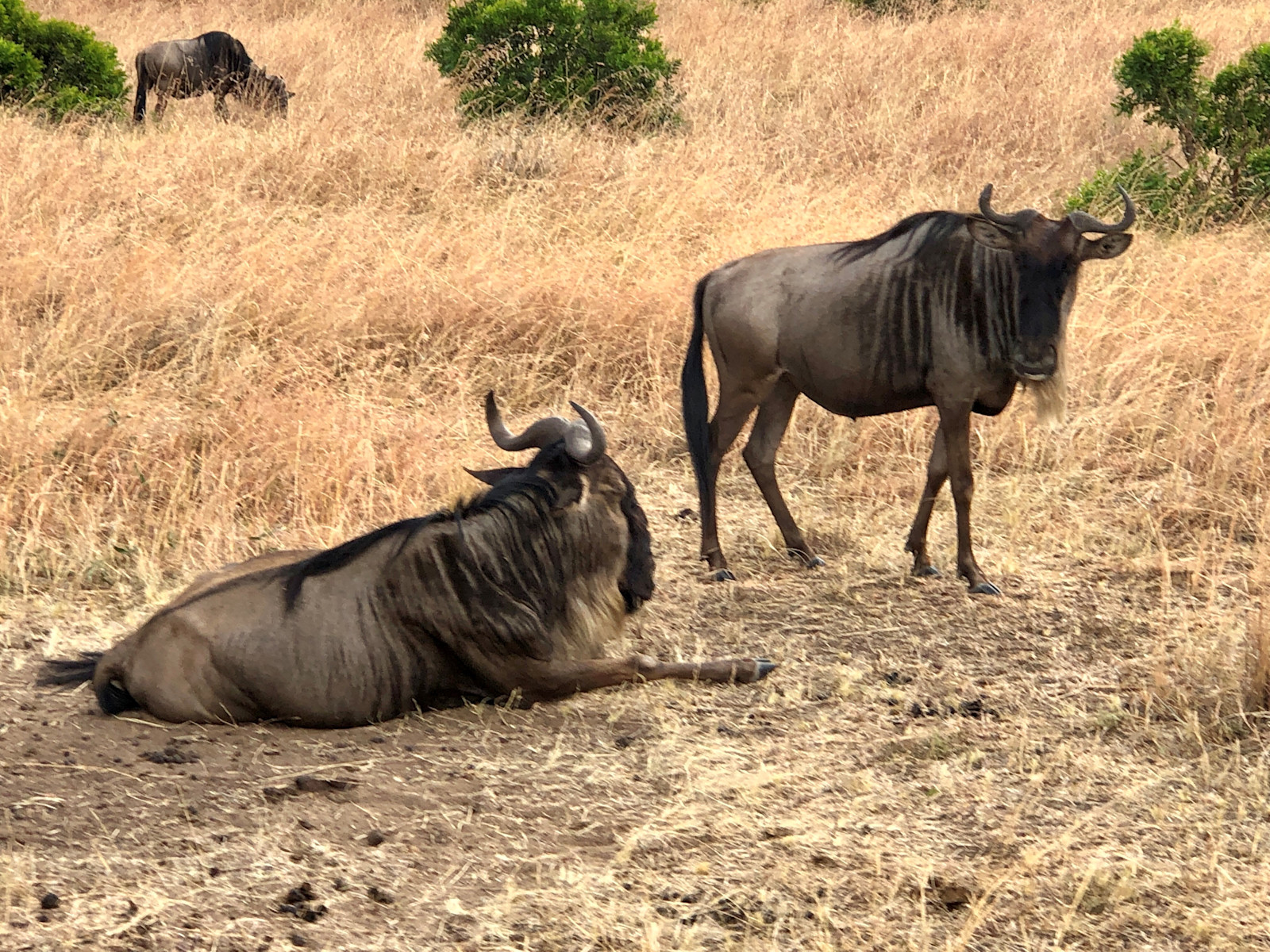 Wildebeests while on Kenya Great Migration