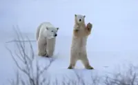 Polar bear and cub, Nunavut, Canada.