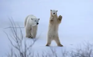 Polar bear and cub, Nunavut, Canada.