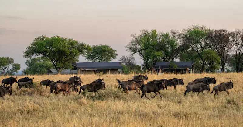 Wildebeest herd passing Nat Hab's Migration Camp—Serengeti National Park, Tanzania.