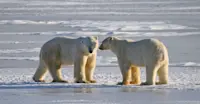 Polar bears at Hudson Bay, Churchill, Manitoba.