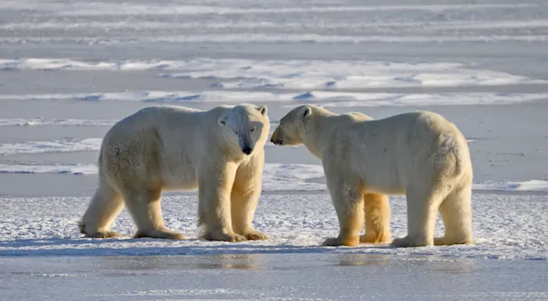 Polar bears at Hudson Bay, Churchill, Manitoba.