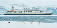 Gentoo penguins, Antarctica.
