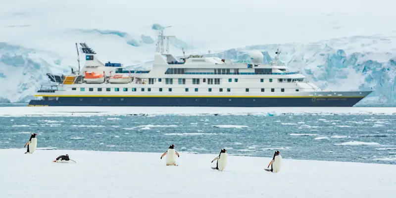 Gentoo penguins, Antarctica.