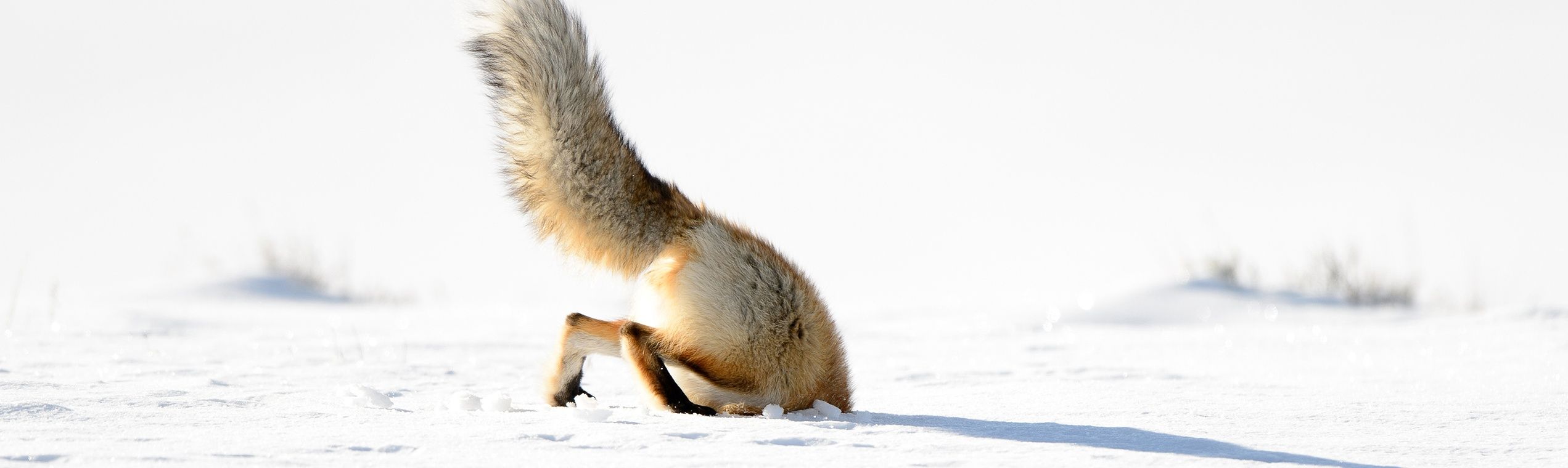 Shutterstock US-National-Parks-Yellowstone-red-fox 2880x861 (404)