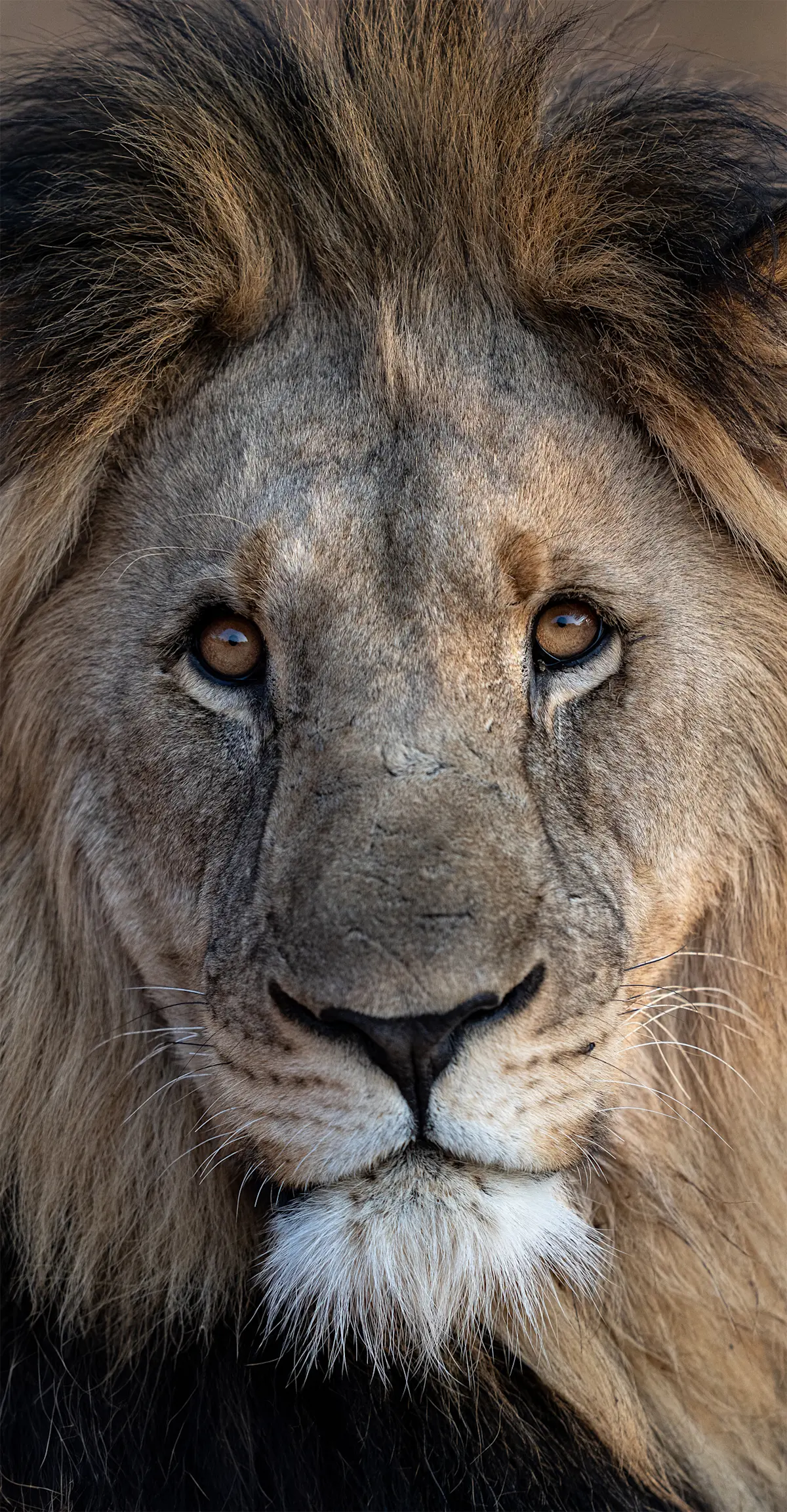 Lion, Linyanti Private Reserve, Botswana.