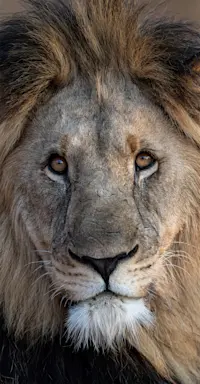 Lion, Linyanti Private Reserve, Botswana.