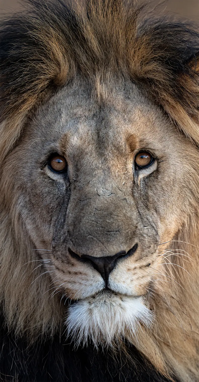 Lion, Linyanti Private Reserve, Botswana.