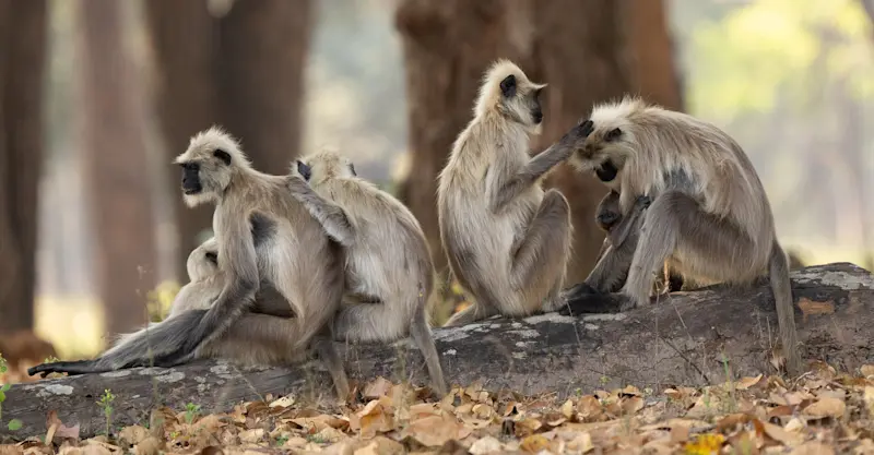 Langur, Chitwan National Park, Nepal.