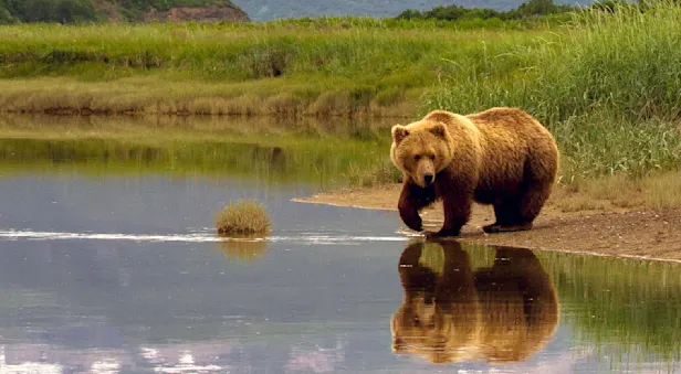 Grizzly in Alaska