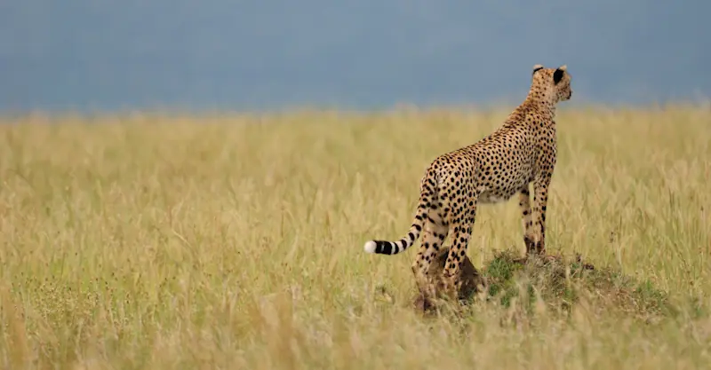 Cheetah, Serengeti National Park, Tanzania.