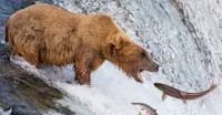 Brown bear catching salmon at Brooks Falls, Katmai National Park & Preserve, Alaska.