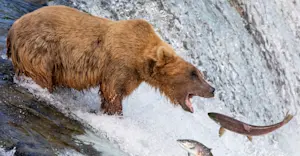 Brown bear catching salmon at Brooks Falls, Katmai National Park & Preserve, Alaska.