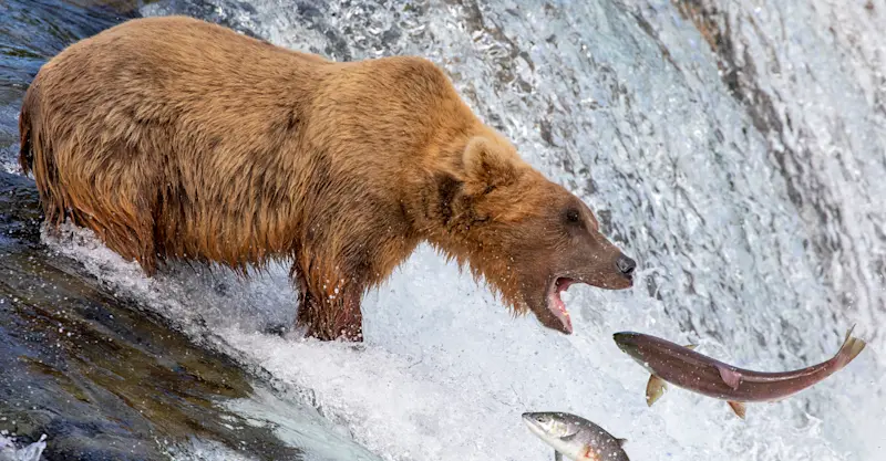 Brown bear catching salmon at Brooks Falls, Katmai National Park & Preserve, Alaska.