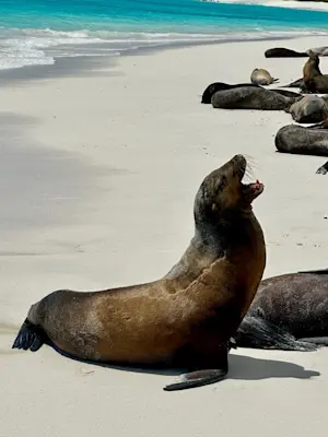 Sea lion friends in the Galapagos.