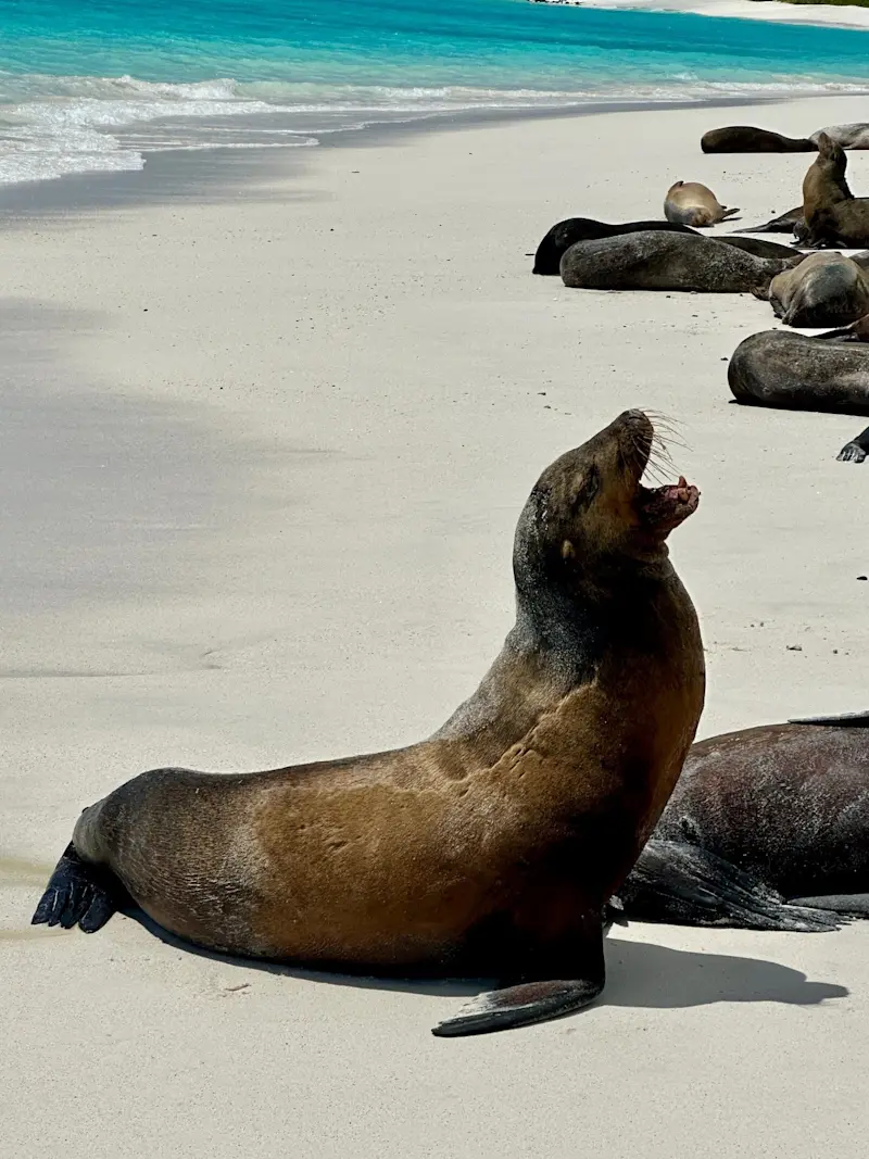 Sea lion friends in the Galapagos.