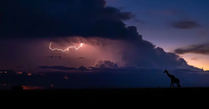 Giraffe, Maasai Mara, Kenya. 