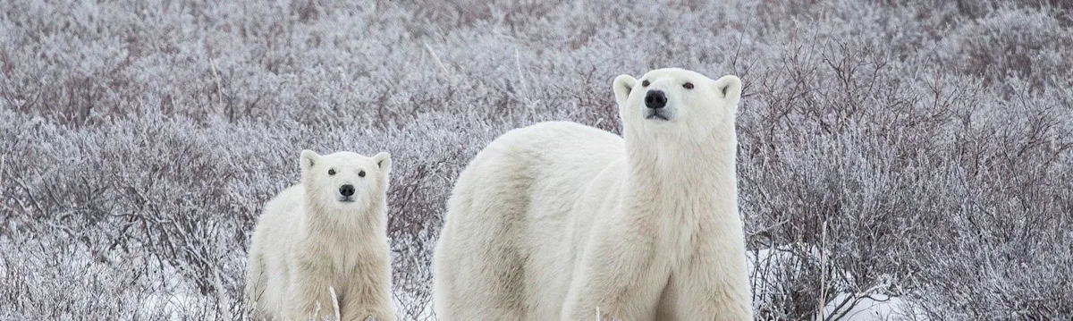 Polar bear and cub