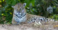 Jaguar, Pantanal, Brazil.
