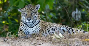 Jaguar, Pantanal, Brazil.