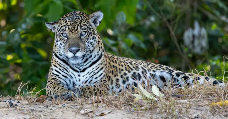 Jaguar, Pantanal, Brazil.