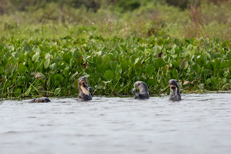 Giant otters in Pantanal, Brazil. 