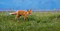 Red fox, Lake Clark National Park & Preserve, Alaska.