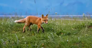 Red fox, Lake Clark National Park & Preserve, Alaska.