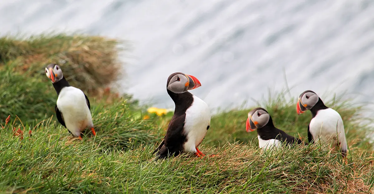 Atlantic Puffins, Iceland.