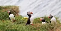 Atlantic Puffins, Iceland