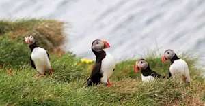 Atlantic Puffins, Iceland