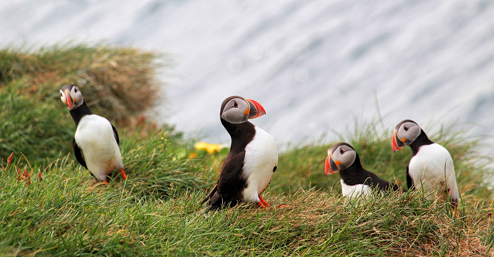Atlantic Puffins, Iceland