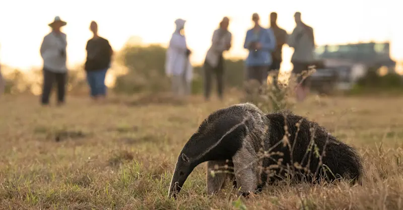 Nat Hab guests and giant anteater, Pantanal, Brazil.