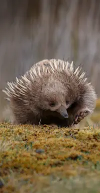 Short-beaked Echidna - Tasmania