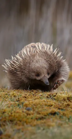 Short-beaked Echidna - Tasmania