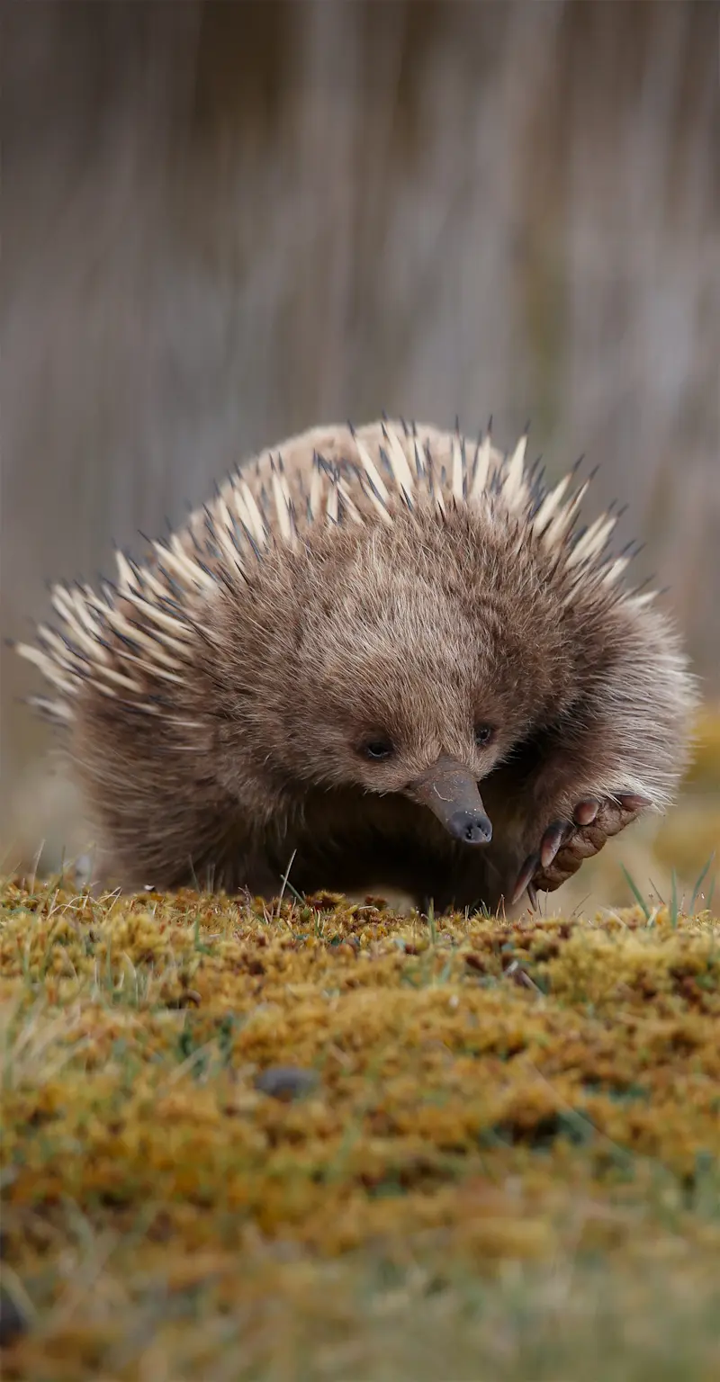 Short-beaked Echidna - Tasmania