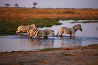 Zebras, Okavango Delta, Botswana.