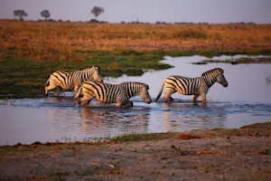 Zebras, Okavango Delta, Botswana.