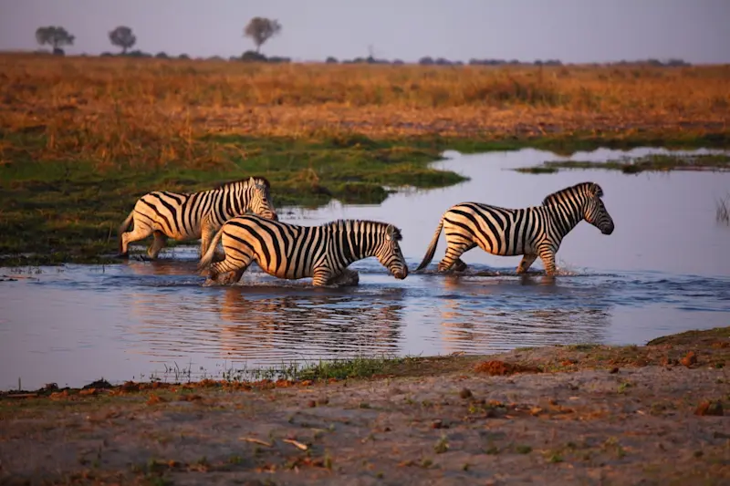Zebras, Okavango Delta, Botswana.