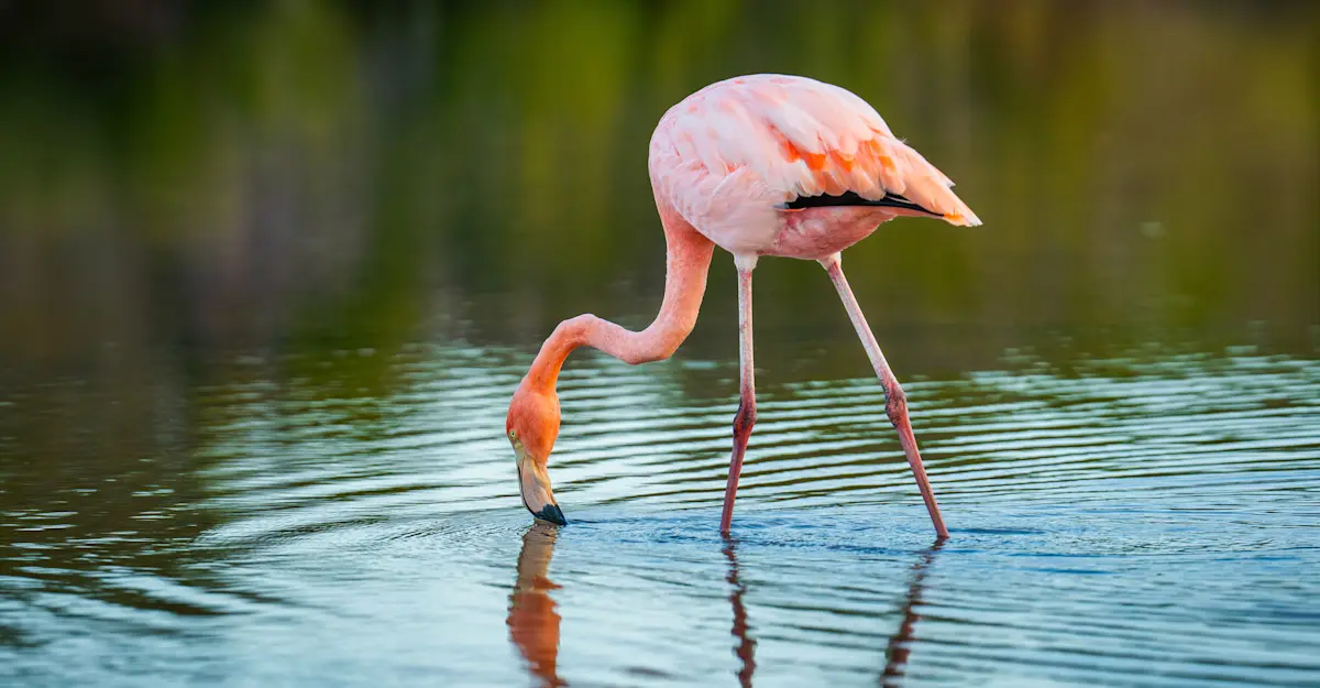 American Flamingo, Las Bachas.
