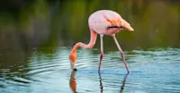 American Flamingo, Las Bachas